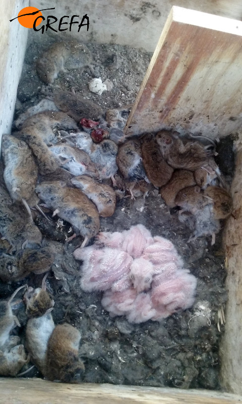 Pollos de lechuza común en una caja nido donde también se observa la gran cantidad de topillos que los parentales acumulan.