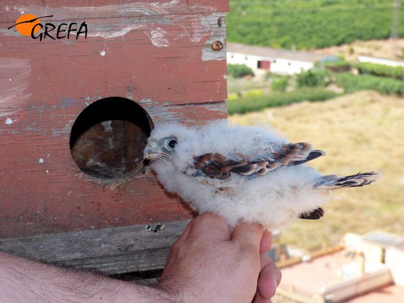 Pollo anillado en Palma del Río antes de introducirlo en el nido.