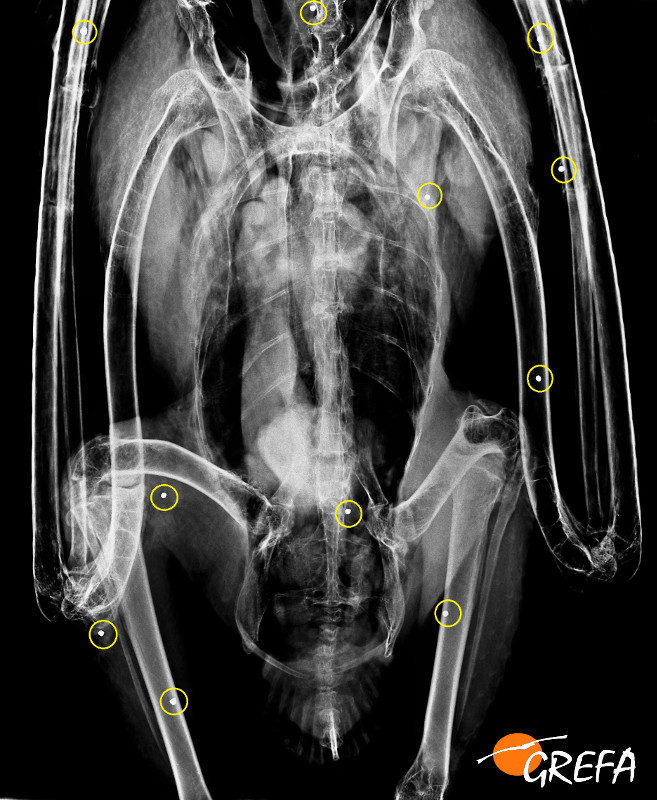 En la radiografía se muestran la gran cantidad de perdigones alojados en el cuerpo del buitre leonado.