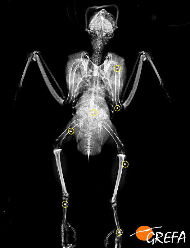 En esta radiografía están indicados los perdigones alojados en el cuerpo del halcón procedente de Fuenlabrada (Madrid).