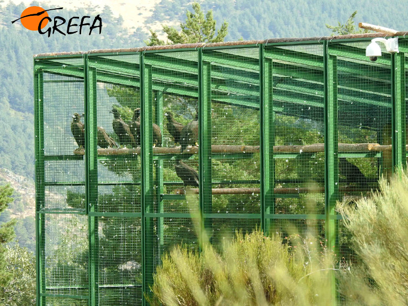 Buitres negros en el interior del jaulón de aclimatación del Proyecto Monachus en Huerta de Arriba (Burgos).