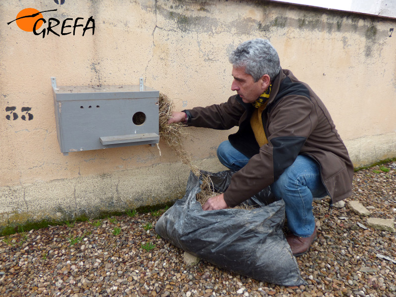 Un miembro de GREFA extrae material de una de las cajas nidos que habían sido ocupadas por los estorninos.