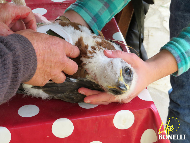 Momento de la colocación de un microchip al pollo de águila de Bonelli "Osasuna" en las instalaciones de cría de la especie de Boucieu-Le-Roi (Francia).