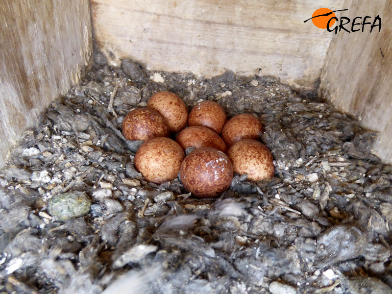 Puesta de ocho huevos de cernícalo en una caja nido de nuestro programa de control biológico del topillo.
