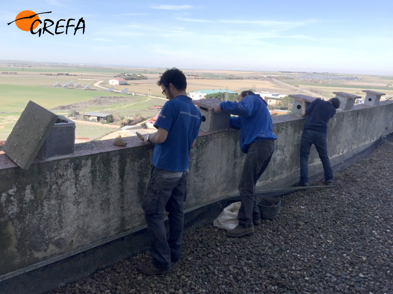 Trabajadores de GREFA reparan cajas nido para el cernícalo primilla en el silo de Villalpando (Zamora).