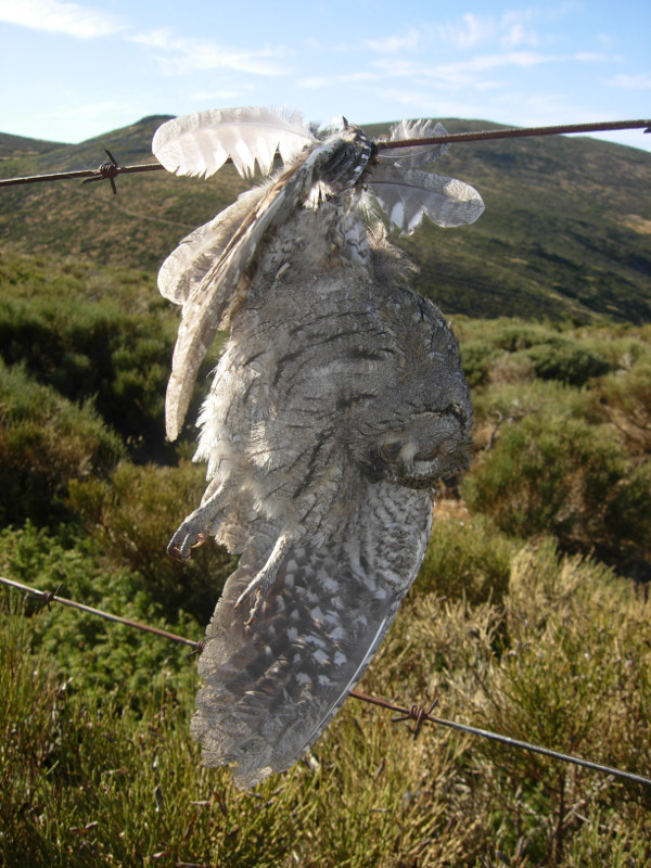 Este autillo ha sido víctima de una alambrada de espino en el piedemonte de la sierra de Guadarrama. Foto: Miguel Marco.