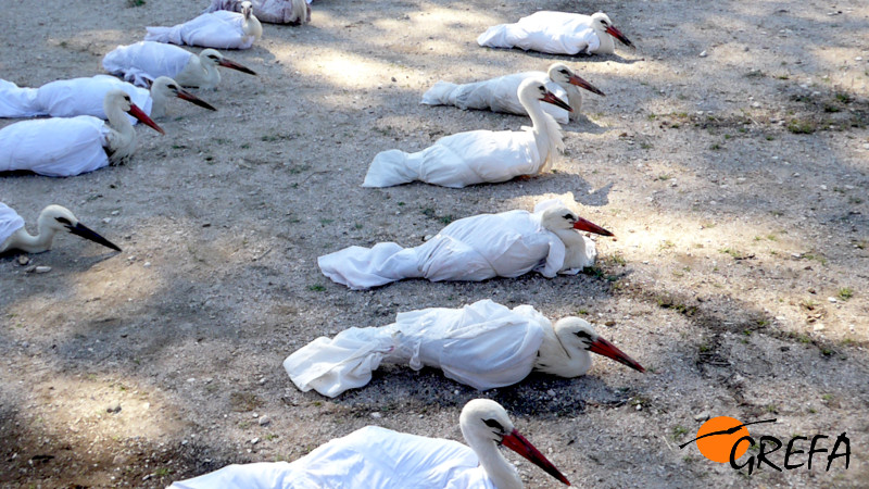 Cigüeñas blancas recuperadas por GREFA y a punto de ser devueltas a su hábitat.