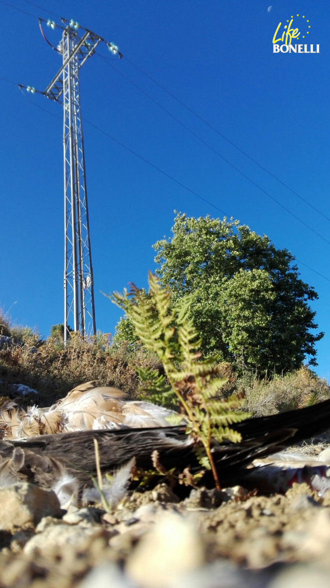 El águila de Bonelli “Galatzó” yace muerta bajo el apoyo que le causó la electrocución en Mallorca. Foto: Tomeu Morro.