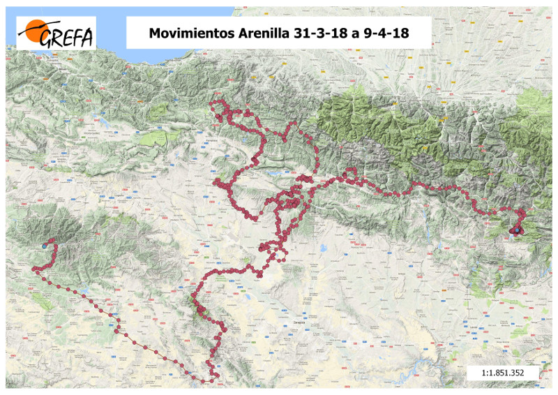Mapa del reciente viaje del buitre negro "Arenilla" entre las zonas de reintroducción de la especie de la Sierra de la Demanda y Pirineos.