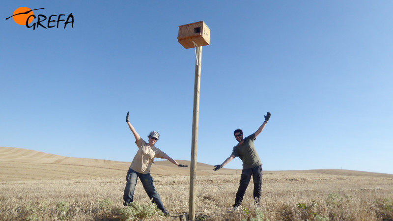 Dos voluntarios de GREFA celebran la colocación de una caja nido.