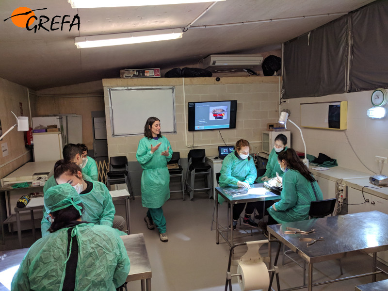 La veterinaria Irene López imparte la clase de necropsias a los alumnos del curso.