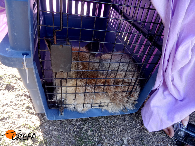 "Foxy" espera en su transportín antes de ser liberada.