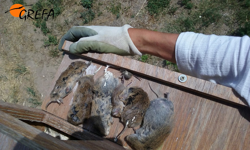 Topillos cazados por lechuzas en una caja nido instalada en Villalón de Campos (Valladolid).