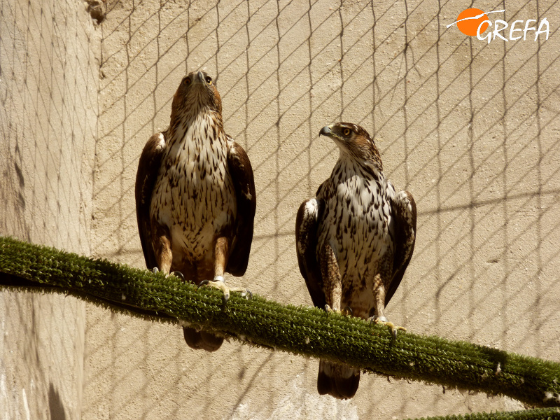 "Pachamama" y "Quiebrajano", una pareja de águilas de Bonelli que ha tenido un protagonismo decisivo en el programa de cía de la especie desarrollado por GREFA.