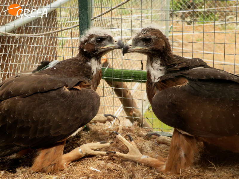 Parte del legado de "Pachamama": "Machota" y "Alameda", águilas de Bonelli que ya han sido liberadas en la Sierra Oeste de Madrid.