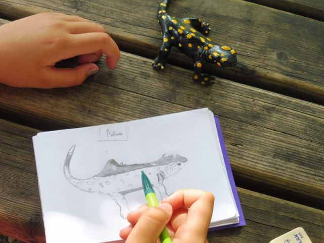 Un niño dibuja una salamandra en un taller de GREFA, basándose en una réplica de este anfibio.