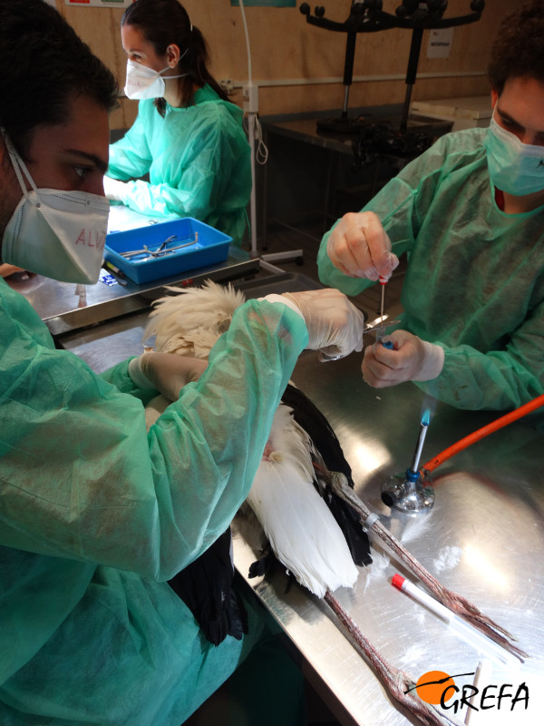 Voluntarios del área de necropsias del hospital de fauna de GREFA toman muestras del cadáver de una cigüeña blanca.