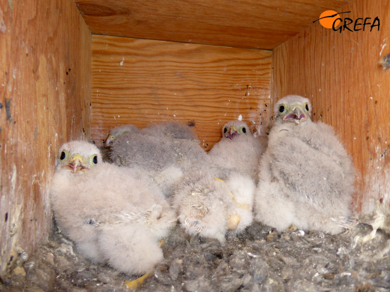 Pollos de cernícalo vulgar nacidos este año en una de las cajas nido instaladas en Cuenca de Campos (Valladolid).