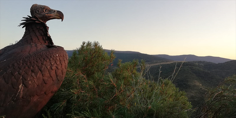 Señuelo de buitre negro colocado en una plataforma-nido en lo alto de un pino silvestre, desde donde se domina el sector burgalés de la Sierra de la Demanda donde estamos recuperando a la especie.