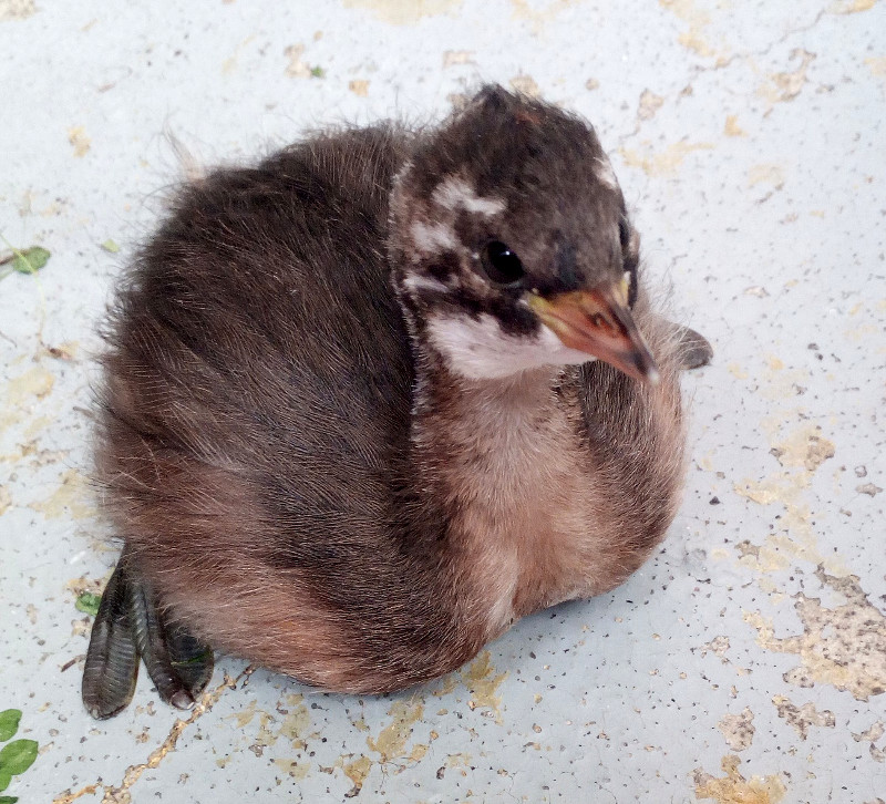 Este buen aspecto presentaba el pollo de zampullín chico que ingresó en nuestro hospital de fauna.