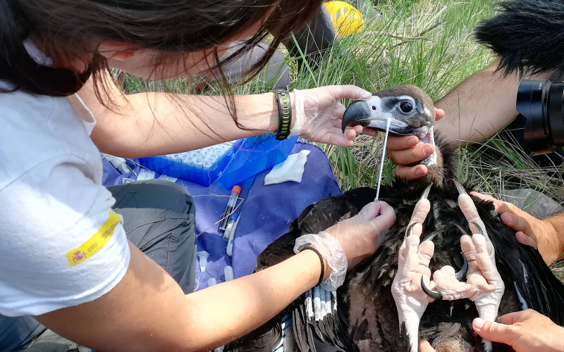 Una veterinaria de GREFA toma muestras de uno de los buitres negros nacidos y marcados con GPS en 2019 en la colonia de Boumort.