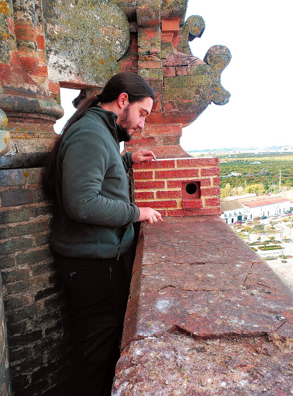 Un miembro de GREFA Andalucía instala una caja nido en la iglesia de La Asunción de Palma del Río.