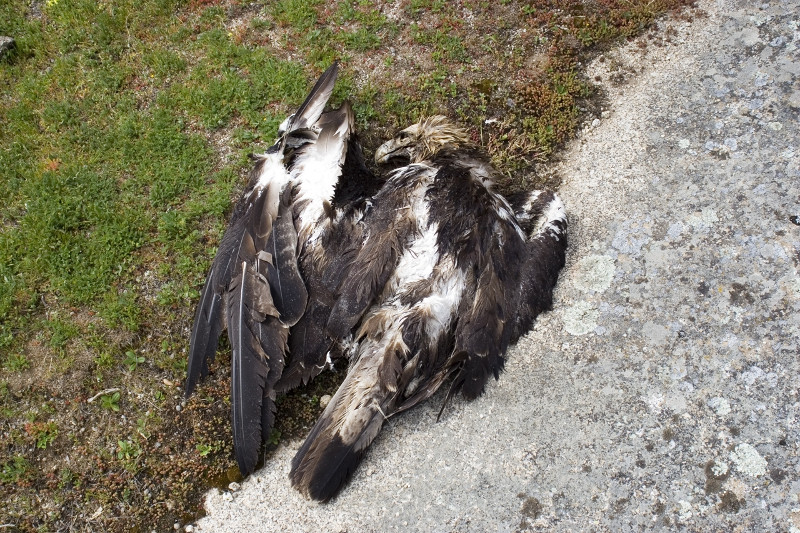 Águila imperial envenenada en la provincia de Ávila. Foto: Programa Antídoto.