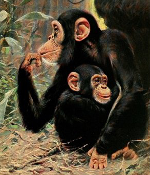 Lámina de chimpancé con su cría. Dibujo: Friedrich Wilhelm Kuhnert.