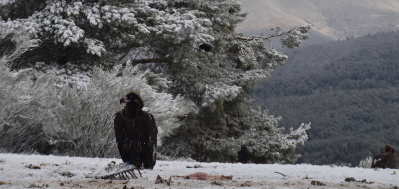El buitre negro "Costana", en un punto de alimentación de la Sierra de la Demanda, con nieve.