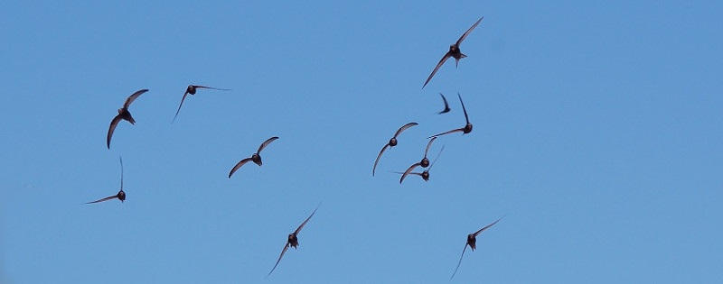 Grupo en vuelo de vencejos comunes. Foto: Keta / Wikicommons.