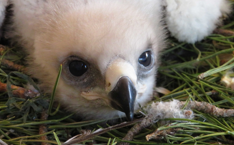 Al igual que este pollo de águila de Bonelli recién nacido, la web de GREFA inicia su nueva vida llena de buenas expectativas.