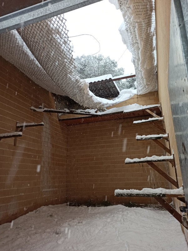 Damage due to accumulation of snow in an enclosure for the captive breeding of Bonelli's eagle.