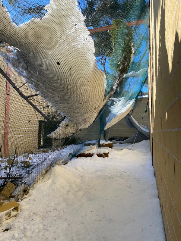 Damage due to falling trees and accumulation of snow in GREFA's main aviary for wildlife rehabilitation.