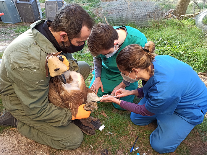 Una veterinaria extrae una muestra de sangre de un buitre leonado para un proyecto de GREFA.