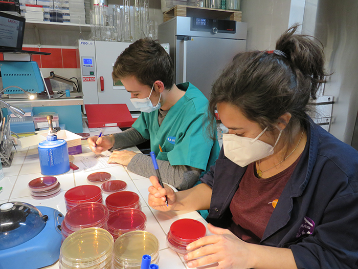 Varios veterinarios trabajan en el laboratorio del hospital de fauna de GREFA con muestras de microbiología.