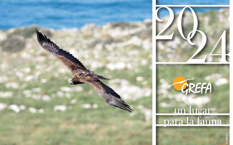 Un pigargo europeo protagoniza la portada del Calendario 2024 de GREFA.