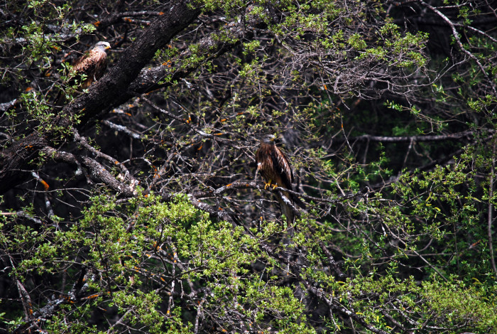 Dos milanos reales en el medio natural tras ser liberados en el Parque Natural de Cazorla.
