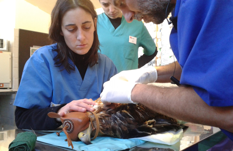 El equipo veterinario de GREFA con un ejemplar juvenil de águila imperial en la enfermería de nuestro hospital de fauna, ubicado en Majadahonda (Madrid).