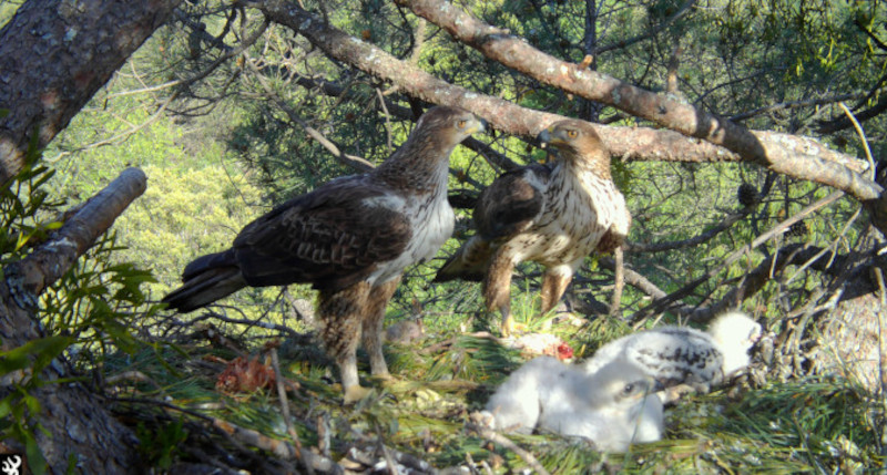 "Haza" y "Bélmez" con sus pollos en una temporada reproductora de años atrás.