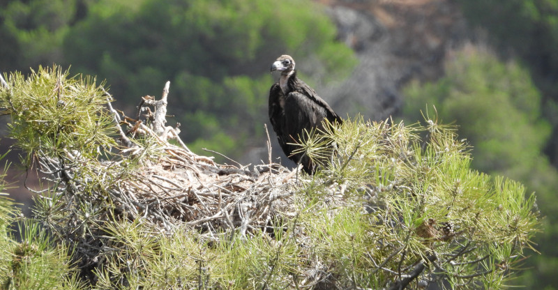 La hembra de buitre negro "Estepar" reposa en su nido de la comarca de Tierra de Pinares (Ávila) en 2020, antes de ser rescatada por su grave estado de salud.