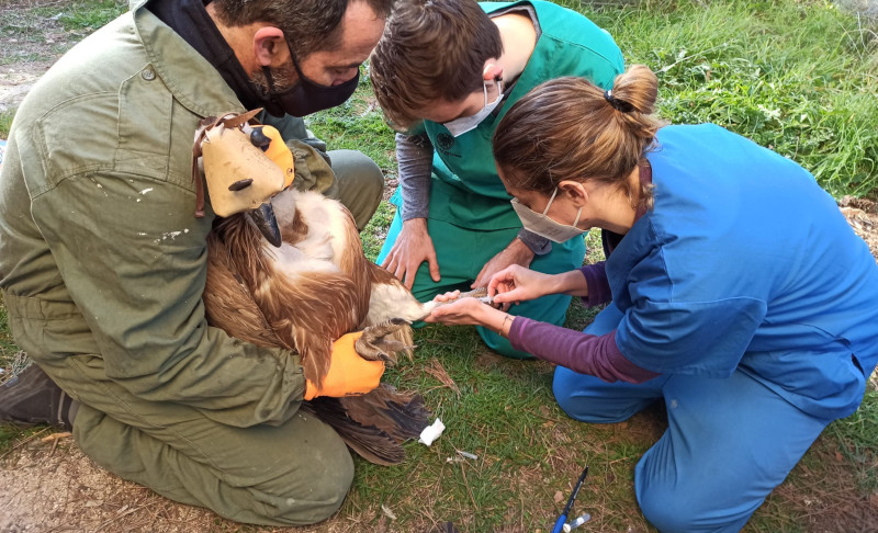 Revisión veterinaria de un buitre leonado por parte del personal de GREFA. Cada vez más, el concepto "One Health" impregna la labor de nuestra ONG en sus diferentes ámbitos.