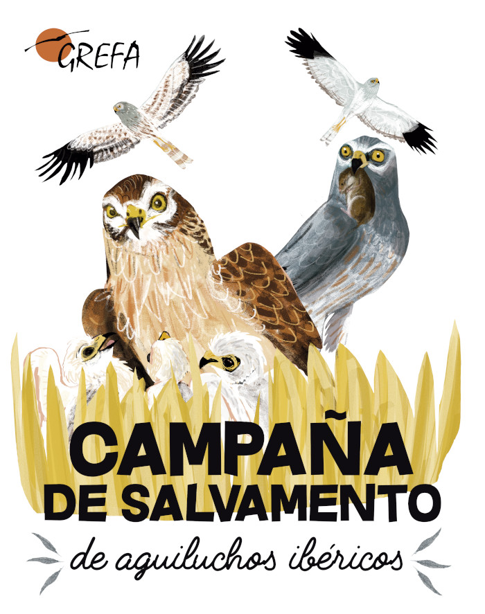 Cartel de la campaña de salvamento de aguiluchos ibéricos de GREFA.