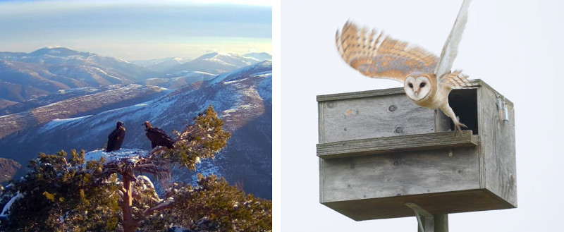 De izquierda a derecha, buitres negros del Proyecto Monachus de GREFA en la Sierra de la Demanda y una lechuza sale de una caja nido colocada por GREFA en Castilla y León.