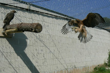   Águilas perdiceras en un voladero del centro GREFA, destinado a que las aves que van a ser liberadas se ejerciten en el vuelo.