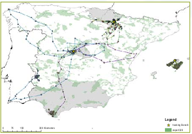 Mapa de movimientos de los individuos liberados en los proyectos de Madrid, Navarra y Mallorca.