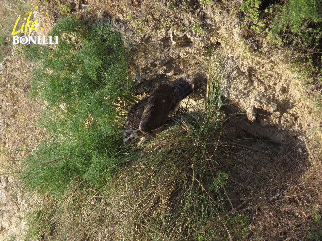 Ilustración 3. El pollo de Albacete colocado en su nido de adopción (7-5-2014).. Ilustración 4. El día siguiente apareció en el suelo y tuvo que ser rescatado (8-5-2014)