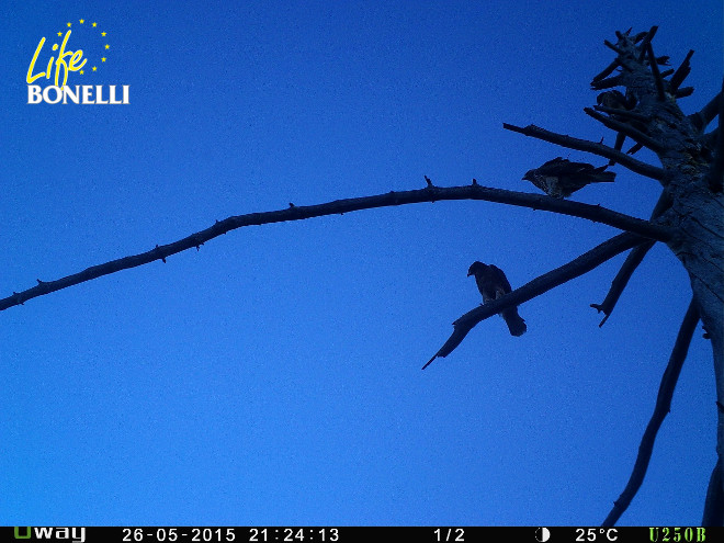 Ilustración 36. Haza enmedio del árbol,entre dos jovenes águilas liberadas en 2015.
