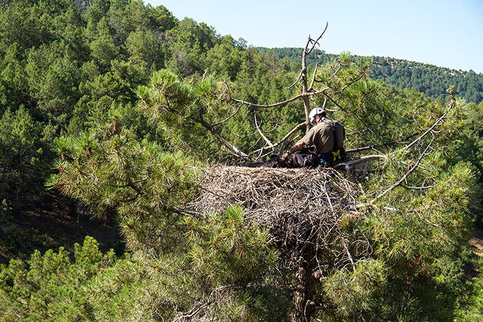 Un técnico especialista accede a un nido de buitre negro y prepara al pollo para su descenso al suelo.