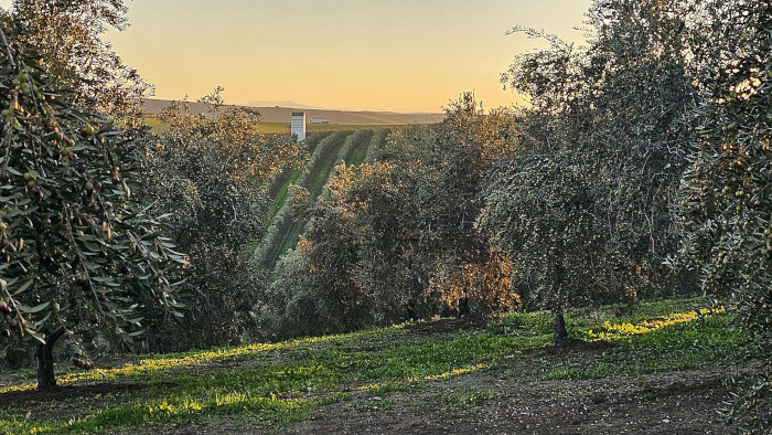 Vista del primillar inmerso en un mar de olivos. Foto de Rosa Laguna / GREFA.