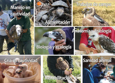 Técnico de centros de recuperación, reproducción y reintroducción de fauna salvaje.